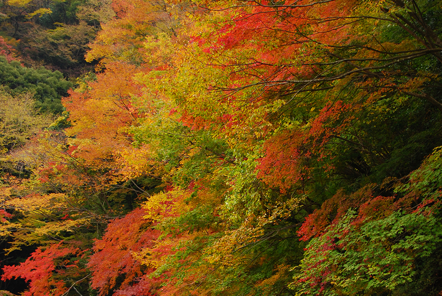 Asakusa & Tokyo Skytree